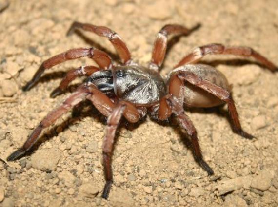 A large brown spider