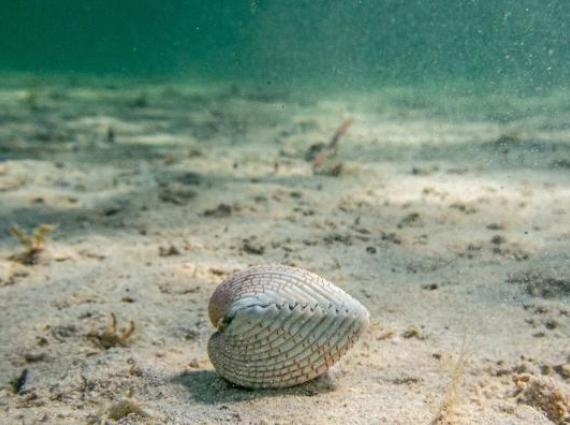 Closed shell on ocean floor