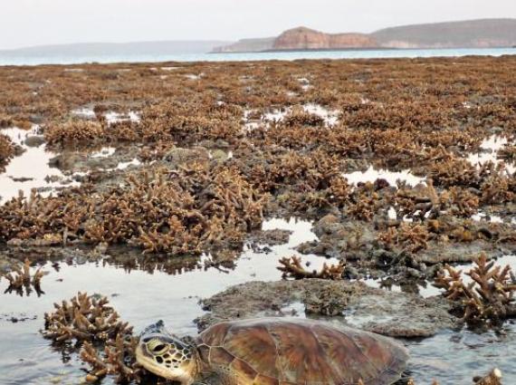 Vast brown coral landscape with turtle 