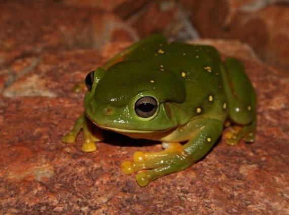 A green Splendid tree frog