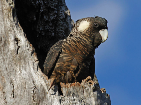 A black and white Carnaby's cockatoo sits in a tree hollow