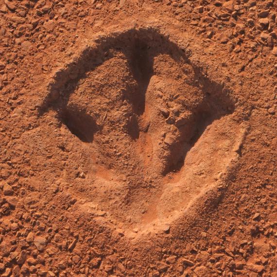 Dinosaur print in red dirt.