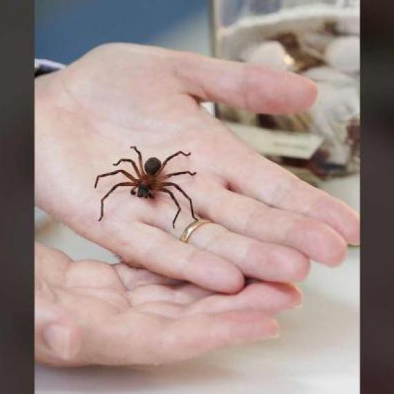 Hands holding a spider