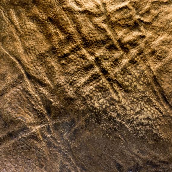 An animal skin