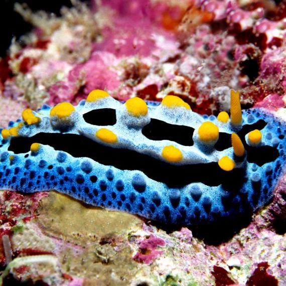 Nudibranch