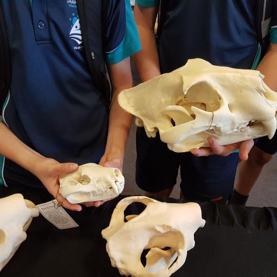 Children wearing school uniforms examine a set of animal skulls