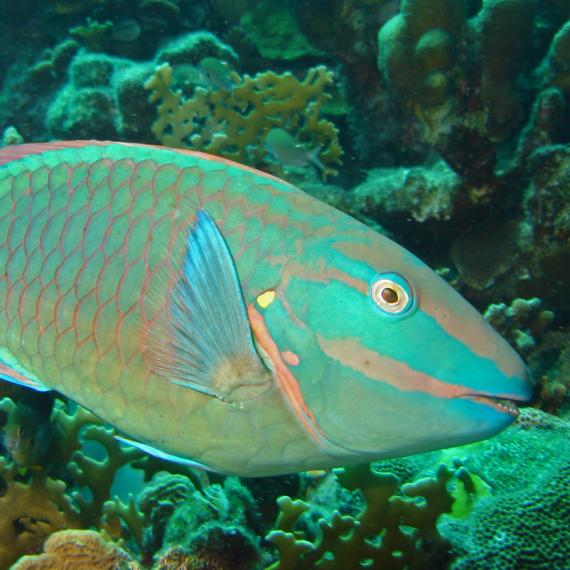 Image of a colourful parrotfish.