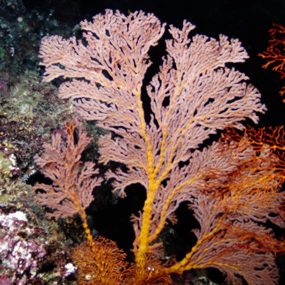 An image of a coral plant underwater 