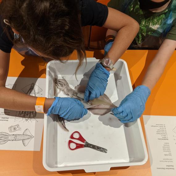 An image showing two young people carefully dissecting a dead squid 