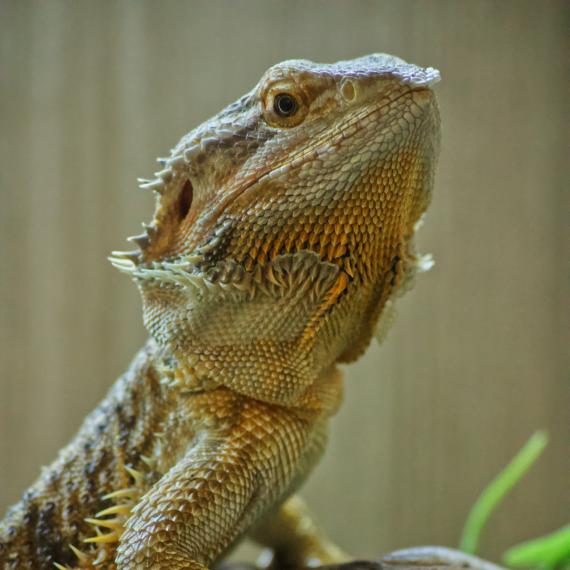 Image shows a close up of a bearded dragon resting on a branch 