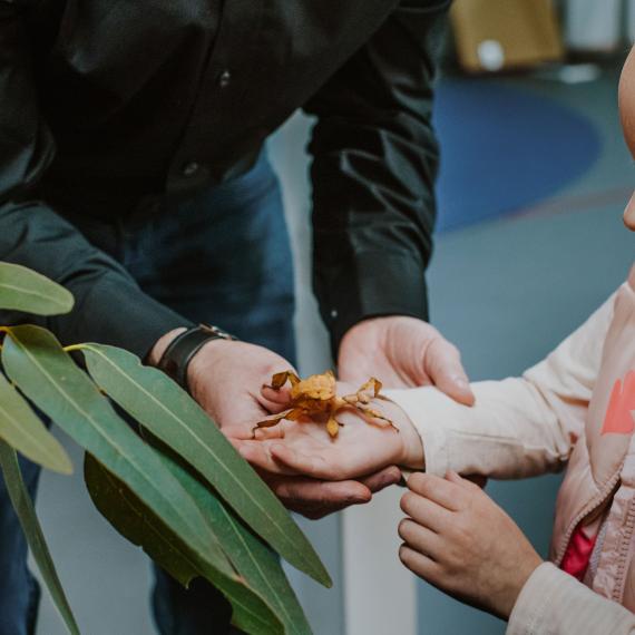Two hands hold a stick insect