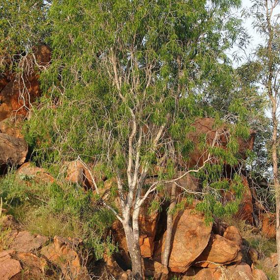 Aboriginal Bush Food and Medicine Garden | Western Australian Museum