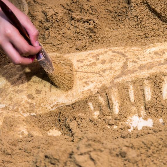Person discovers a fossil under the sand using a brush