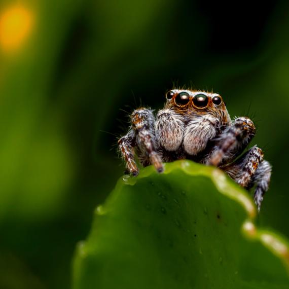 An image of a close-up spider resting on a leaf. 