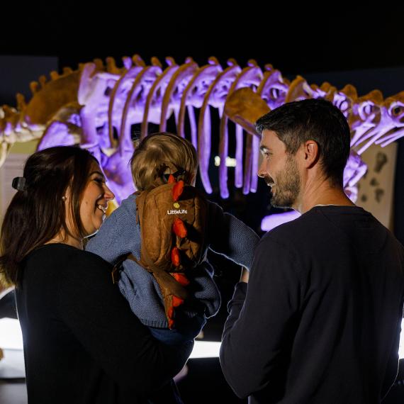 Image of a two parents and a young child being held observnig a dinosaur skeleton 