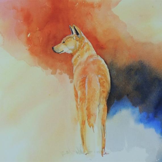 A watercolour painting of a dingo