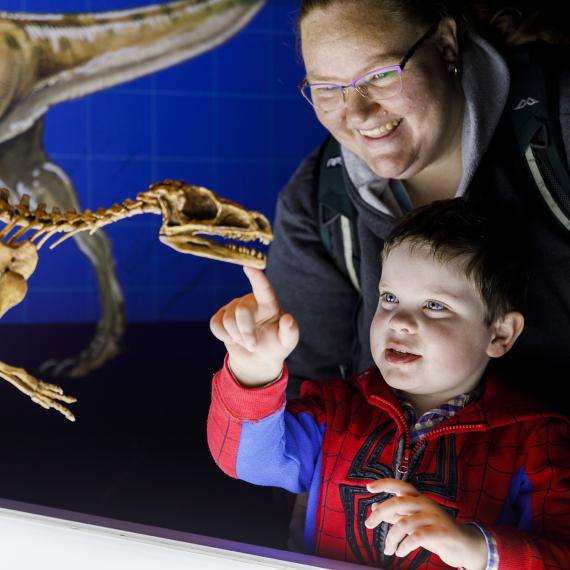 Image of a young child investigating a dinosaur skeleton cast with a parent standing behind them