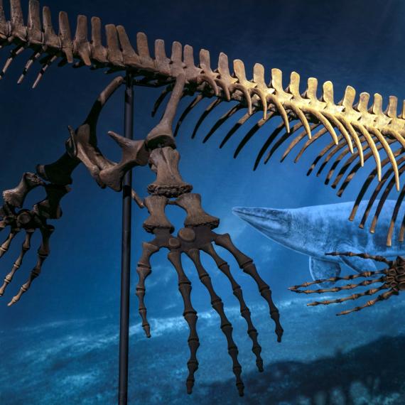 Prehistoric fish spine