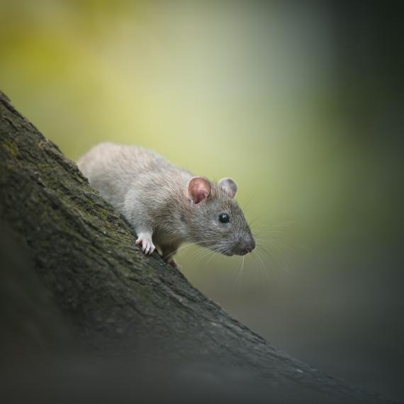 Image of a rat climbing a tree close up 