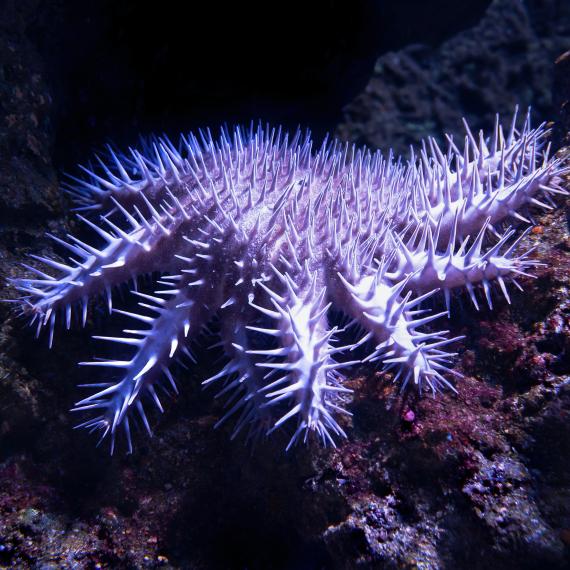 Purple coloured sea star in the ocean 