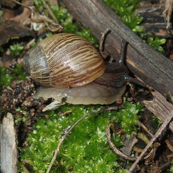 This image show a close up of an endemic land snail called a Bothriembryon 