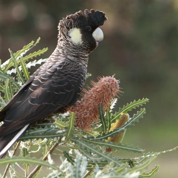 A Carnaby's Cockatoo perched near a banksia flower