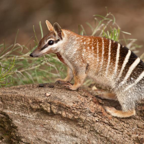 A numbat stands on a fallen tree trunk, with leaves and branches in the background