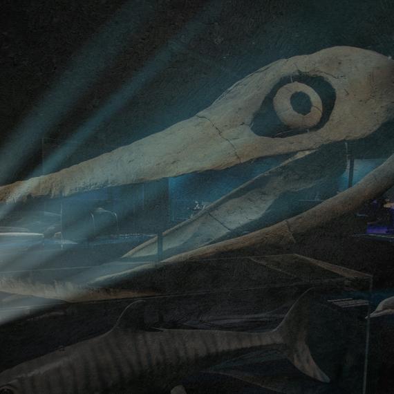 Fossils and skeletons in light of a torch beam