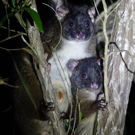 A western ringtail possum sits in the fork of a tree, with a young possum sitting in front of it
