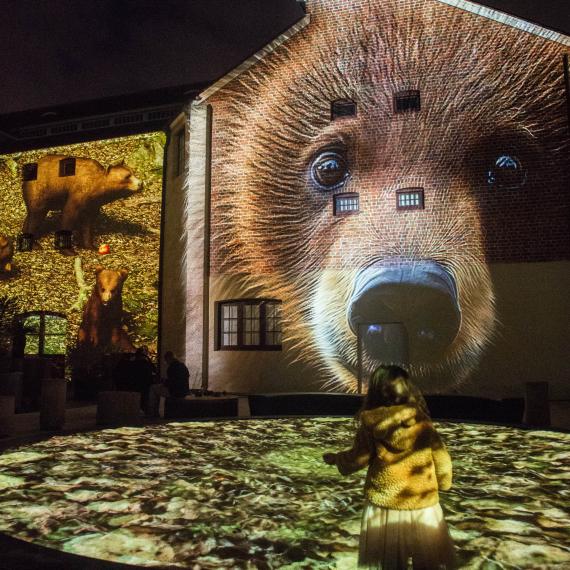 A Marsican brown bear projected onto the Old Gaol