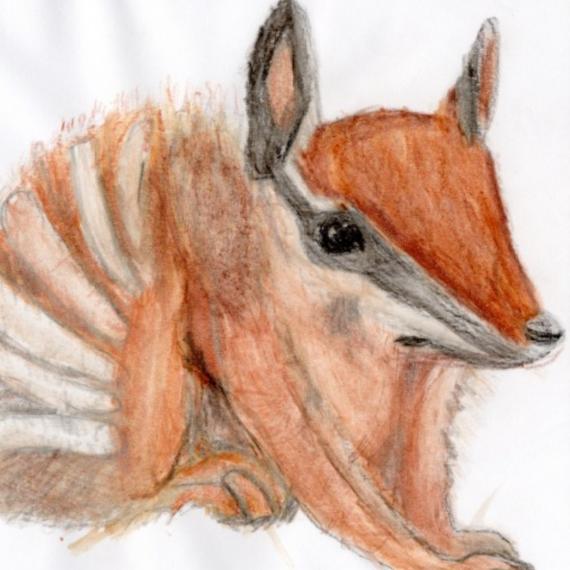 Watercolour numbat drawing