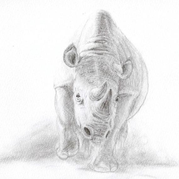 Pencil drawing of a black rhino