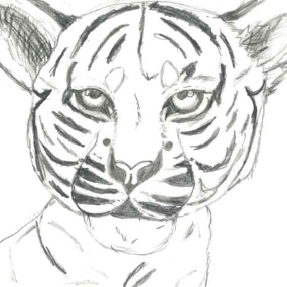 drawing of a tiger 