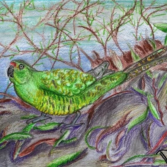 Eastern Ground Parrot