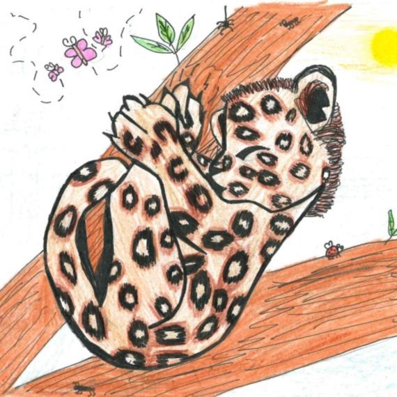 Drawing of a leopard asleep in a tree