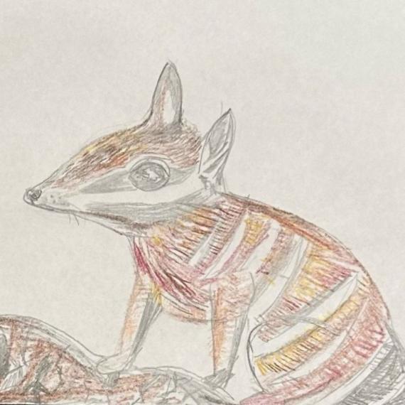 Numbat