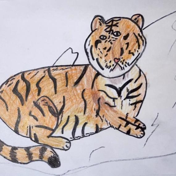 tiger drawing