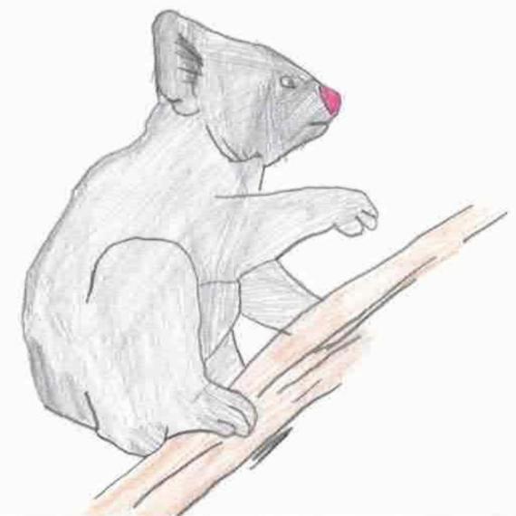 koala drawing