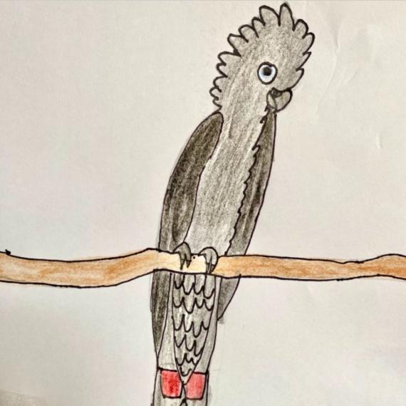 Red-tailed black cockatoo drawing 