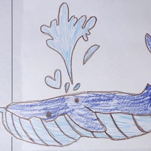 Drawing of a blue whale