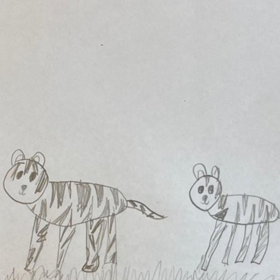 Tigers drawn by Ivy