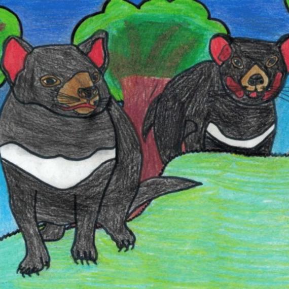 Drawing of two Tasmanian Devils