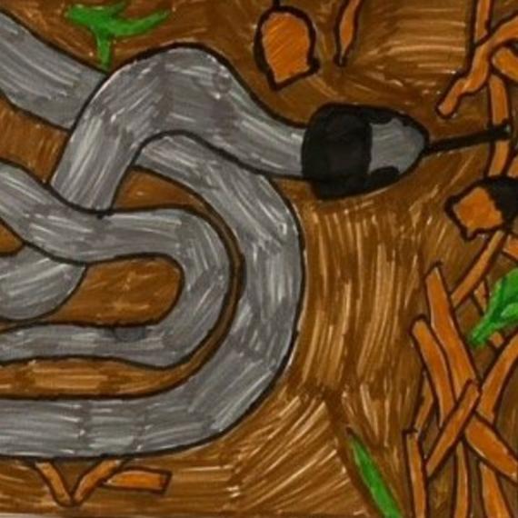 Grey snake on brown background