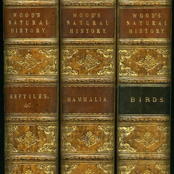 This mageshows the spines of 3 very old books entitled Woods Natural History 