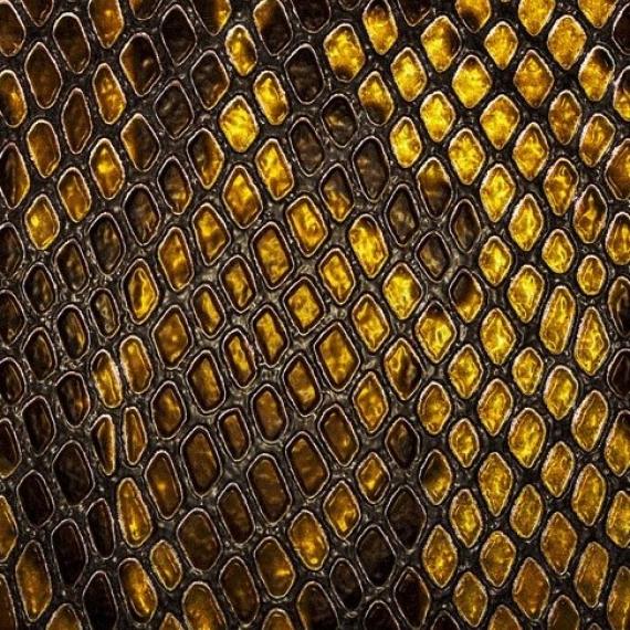 Image of yellow and black reptile skin close-up