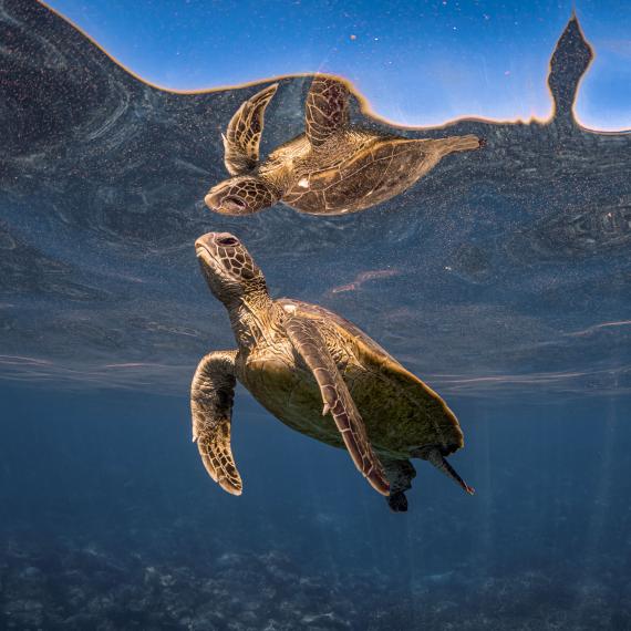 Turtle swimming to the surface in an underwater shot