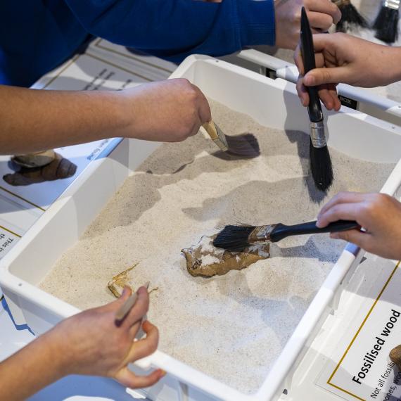 hands holidng paintbrushes uncovering fossils in sand