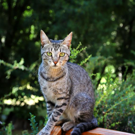 A short haired tabby cat sits on a wooden fence surrounded by green foliage and leaves as though in a garden. It stares into the camera with an almost-human gaze