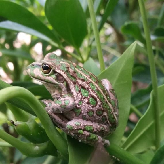 An image close up image of a motorbike frog sitting on a green plant. The frog is green and brown in colour. 