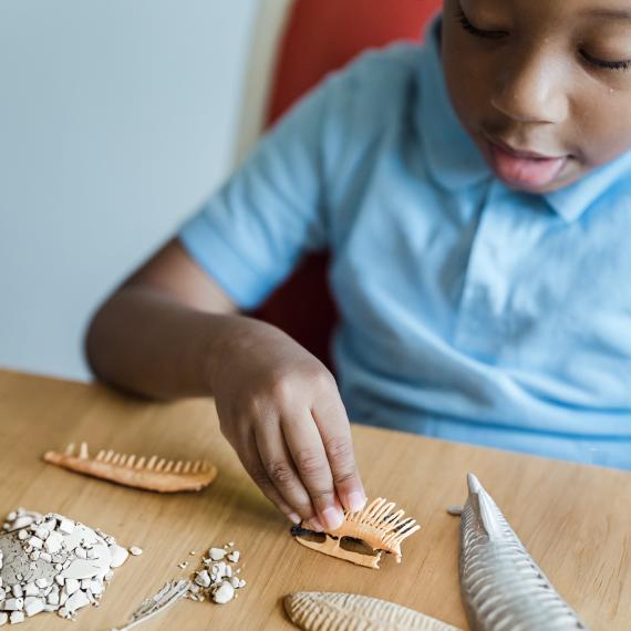 a child is holding part of a fossil with pther pieces of plaster, dust and brushes on the table